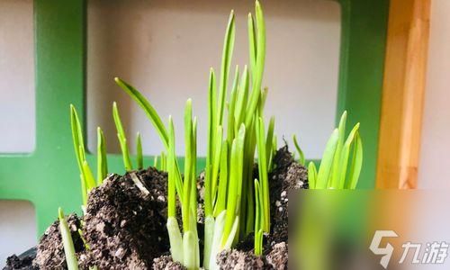 《发芽啦植物》全解锁通关攻略(一步步教你如何解锁发芽啦植物中的所有植物种类)