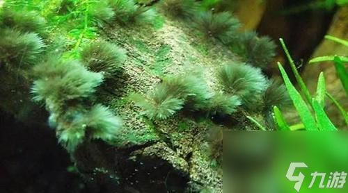 《缺氧》游戏中热泉环境下的藻类养殖箱使用方法一览(掌握游戏中热泉环境下的藻类养殖箱使用技巧)