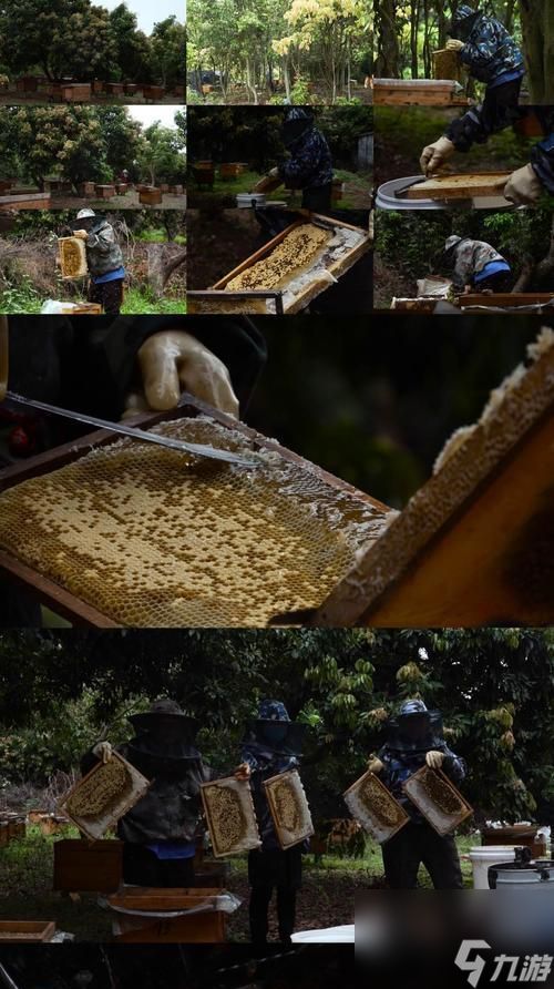 《泰拉瑞亚》新职业解析(细数《泰拉瑞亚》中养蜂人的ID和属性)