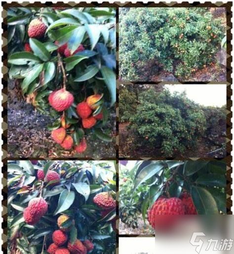 如何获取及应用荔枝树的金色能量值