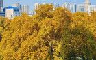 -8°C！本周末河南开始降温，下周最低气温降至零下！