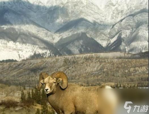 岩羊打法详解（以游戏为主的岩羊打法全面解析）