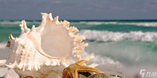 食之契约针海螺的技能有哪些？使用效果如何？