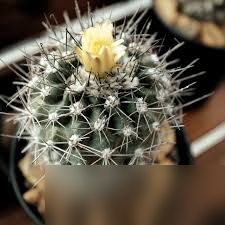 原来的沙团子是什么植物