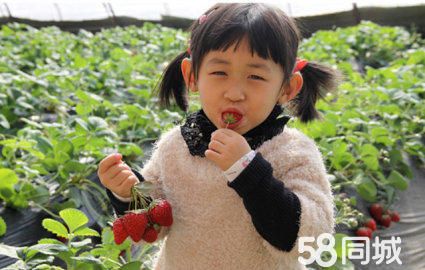 无锡周边游·采采乐草莓园、新鲜多汁、价格公道、