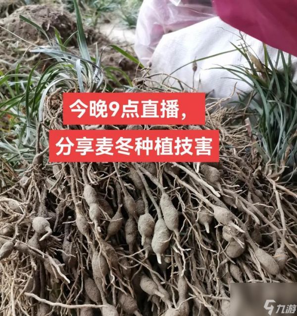 金垦小镇怎么种地？有哪些高效种植技巧？