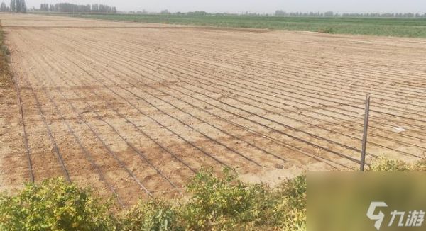 金垦小镇怎么种地？有哪些高效种植技巧？