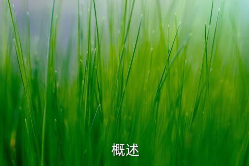  概述
