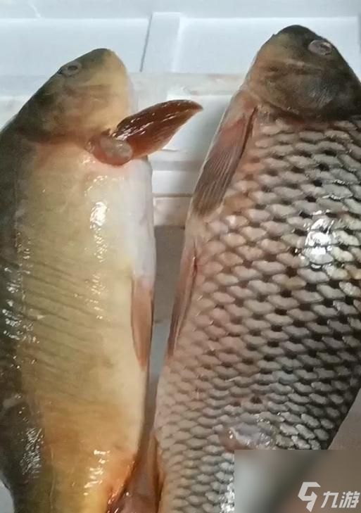 冬鱿鱼在魔兽世界中如何钓取?