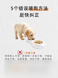 开心网狗狗喂食方法全解析