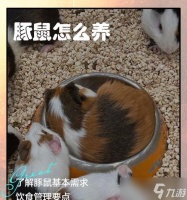 阴阳师豚鼠获取方法有什么 怎么快速获取豚鼠