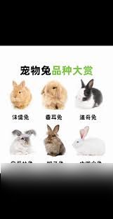 DNF兔子先生宠物外观怎么样