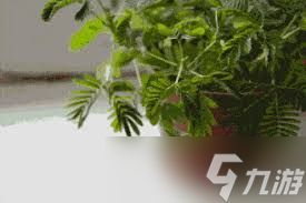 哪种植物触碰后会闭合叶片