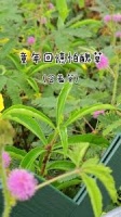 哪种植物触碰后会闭合叶片