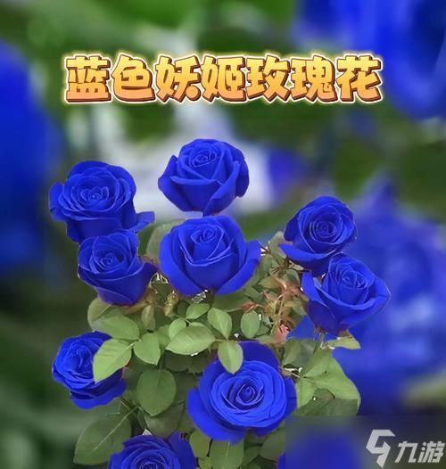 龙之谷蓝色妖姬获取方法有哪些？蓝色妖姬的用途是什么？