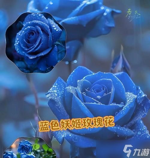 龙之谷蓝色妖姬获取方法有哪些？蓝色妖姬的用途是什么？
