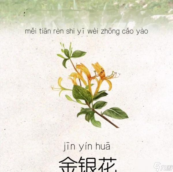 金银草药花在寻仙中的使用方法是什么？