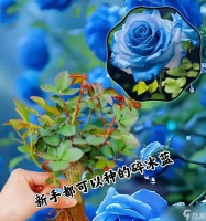 龙之谷蓝色妖姬获取方法有什么 蓝色妖姬的用途是什么