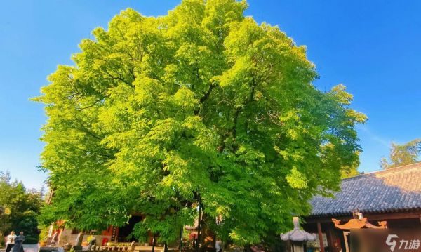 《大话西游》第八章（如何轻松突破菩提树下关卡）
