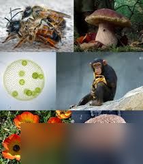 核处逢生中常见实体和生物有啥用