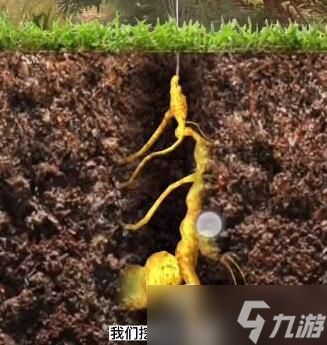 夺笋高手无价之宝攻略