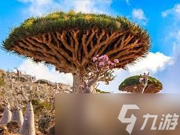 索科龙血树的特征是什么