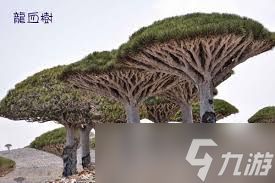 索科龙血树的特征是什么