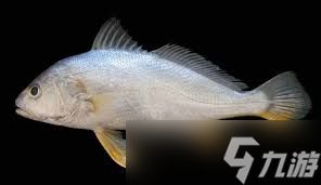 黄姑鱼与哪种鱼亲缘关系更近