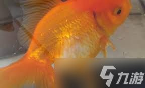 珍珠鳞金鱼鳞片脱落后新长出的鳞片会怎样