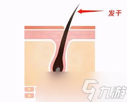 头发太长会和身体抢营养是真的吗