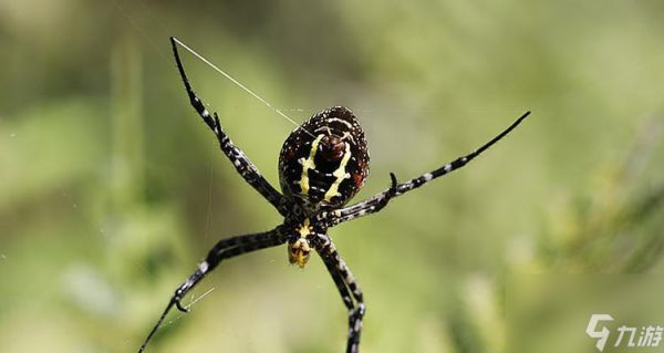 魔力宝贝蜘蛛巢穴位置在哪里?怎么前往蜘蛛巢穴?