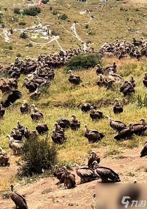 魔兽硬核秃鹫如何捕捉?抓取地点在哪里?