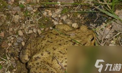 侠客风云传蟾蜍雕像之逆天的蛤雕像(逆天属性揭秘)