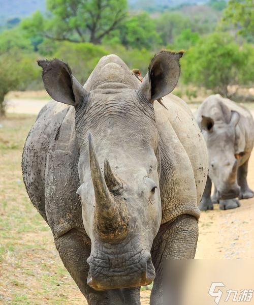 魔兽世界犀牛肉获取地点有哪些？