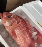 红鳃鱼在魔兽plus中怎么钓取