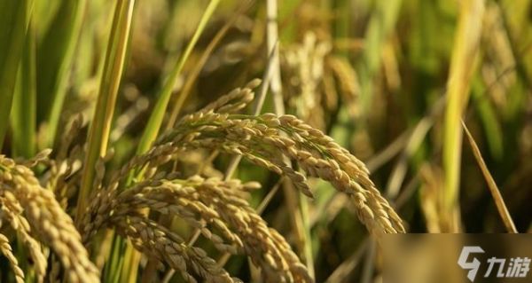 “2026年景好不好，就看冬月初一”，明日冬月初一，有啥说法？