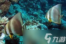 圆翅燕鱼幼鱼会模仿什么