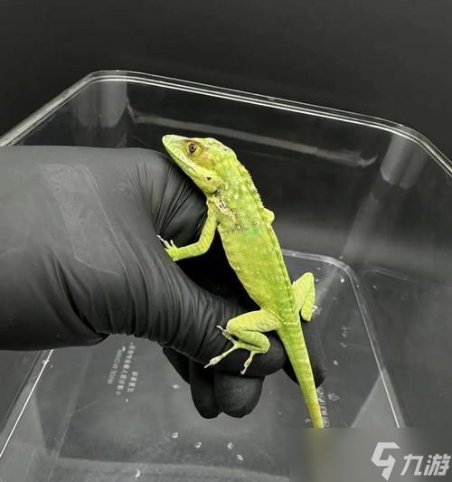 魔兽世界巨龙群岛蜥蜴分布？哪里能找到更多蜥蜴？