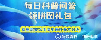 鲨鱼是否需要饮用海水补充水分