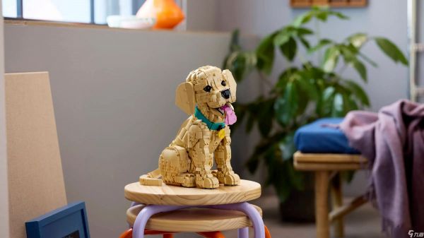 可爱的乐高金毛寻回犬幼犬现已开启预售