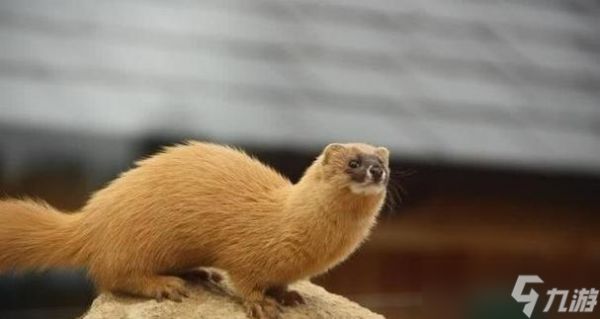 刺客信条起源(一场让你挑战极限的旅程)