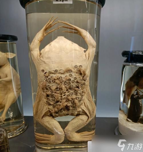 蛤蟆野怪的历史起源是什么？最早出现在哪个版本？