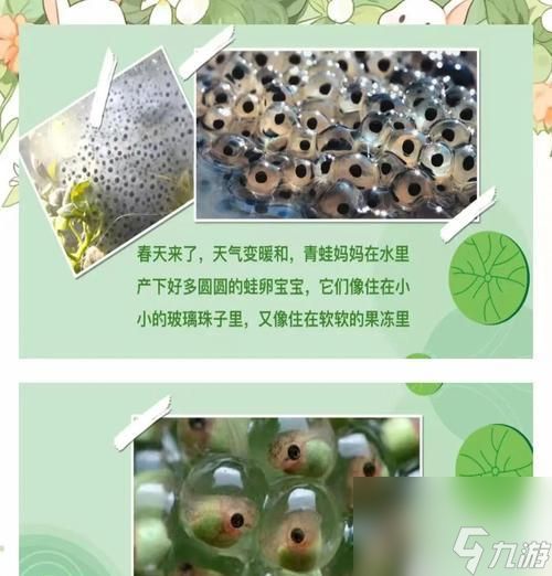 以偏执的蝌蚪为主题的独特游戏玩法（探索蝌蚪世界的乐趣与挑战）