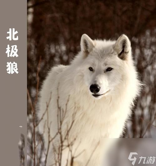 北加尔狼族（探索北加尔狼族特点及其优缺点）
