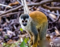 角色猴子的获取途径是什么