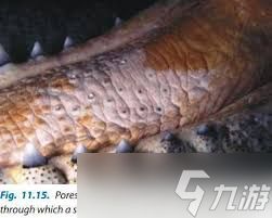 哪种鳄鱼能在海洋中生存