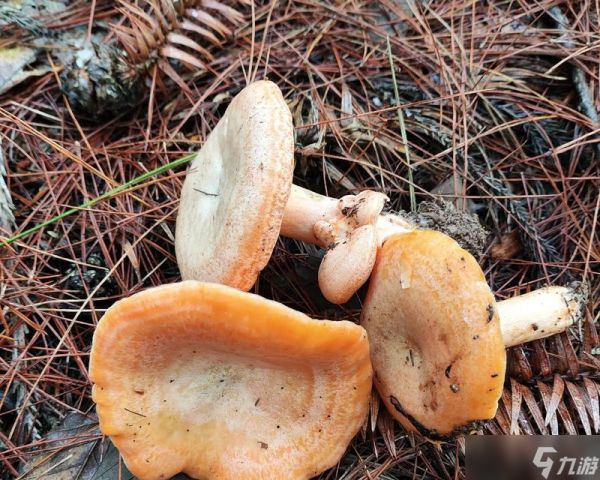 生化危机中蘑菇的正确扔法是什么?