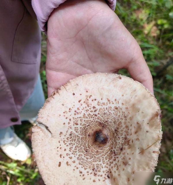 生化危机中蘑菇的正确扔法是什么?