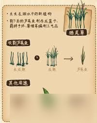 村落人生植物篇生存指南是什么