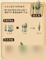 村落人生植物篇生存指南是什么